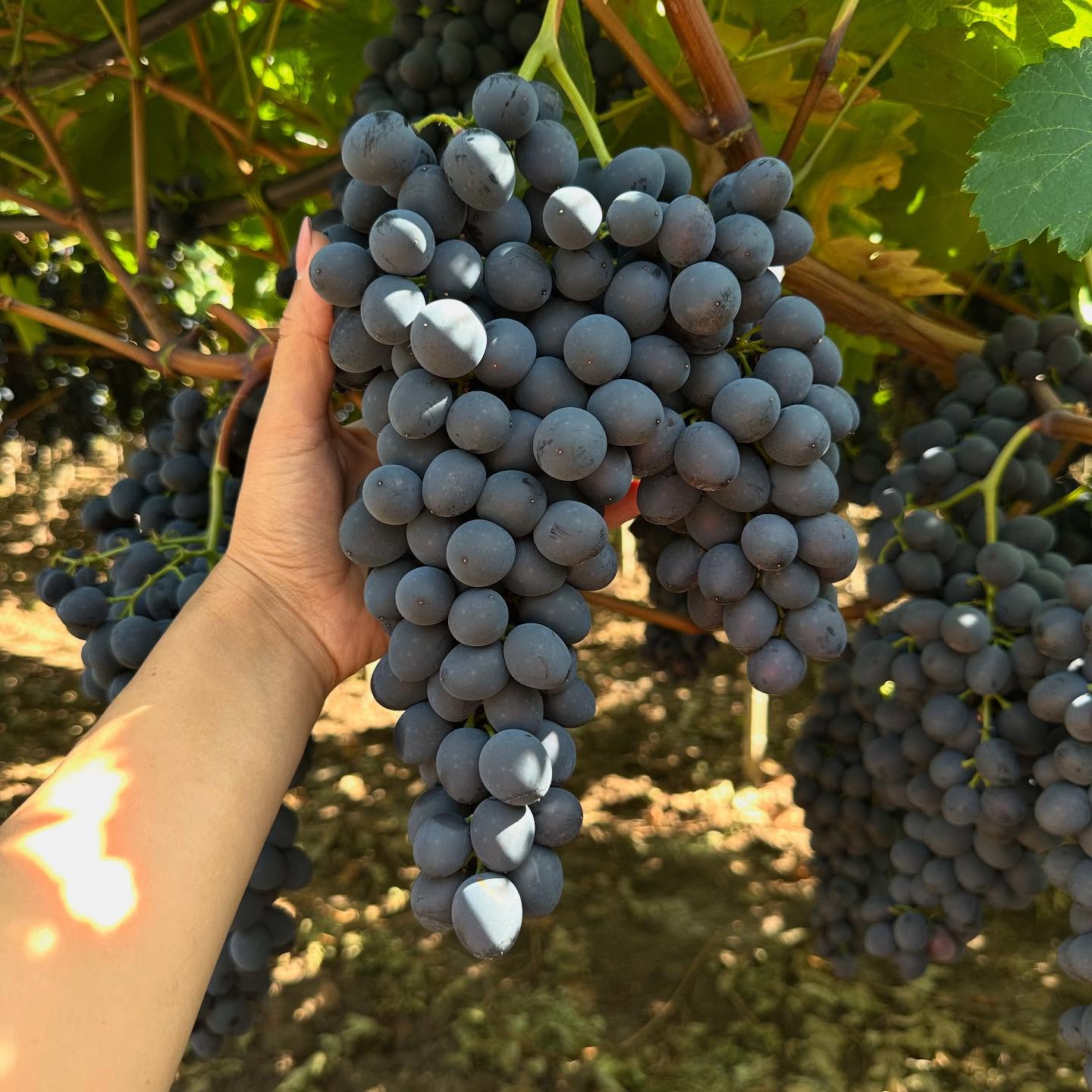 A bunch of dark table grapes held in a Frutaland vineyard